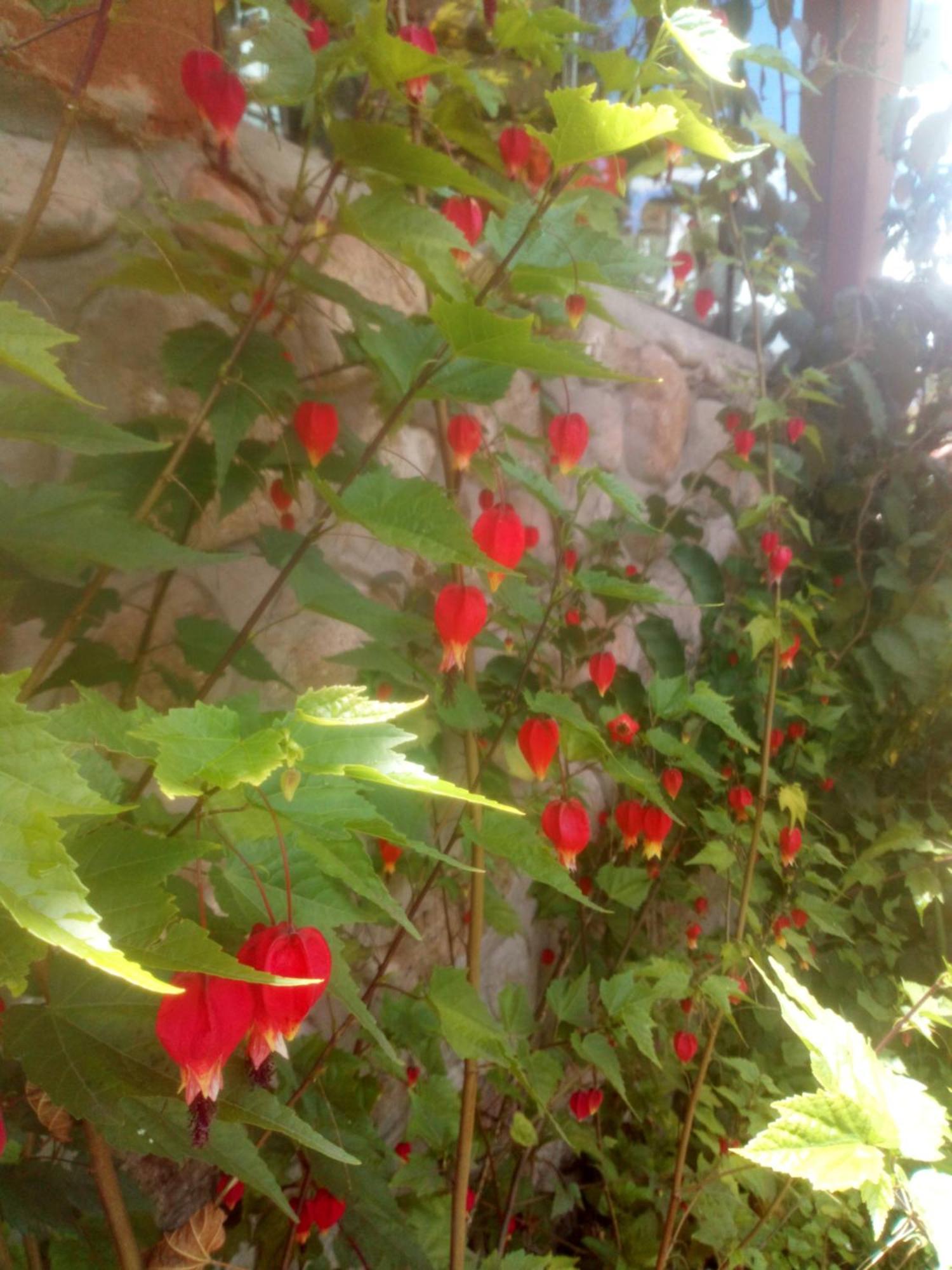 EColodge Ccatan Urubamba Esterno foto